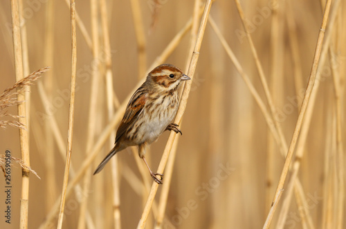 Reed Bunting (emberiza schoeniclus) female in the reeds at Cardiff Bay nature reserve, Cardiff, South Wales, UK © Helen Davies