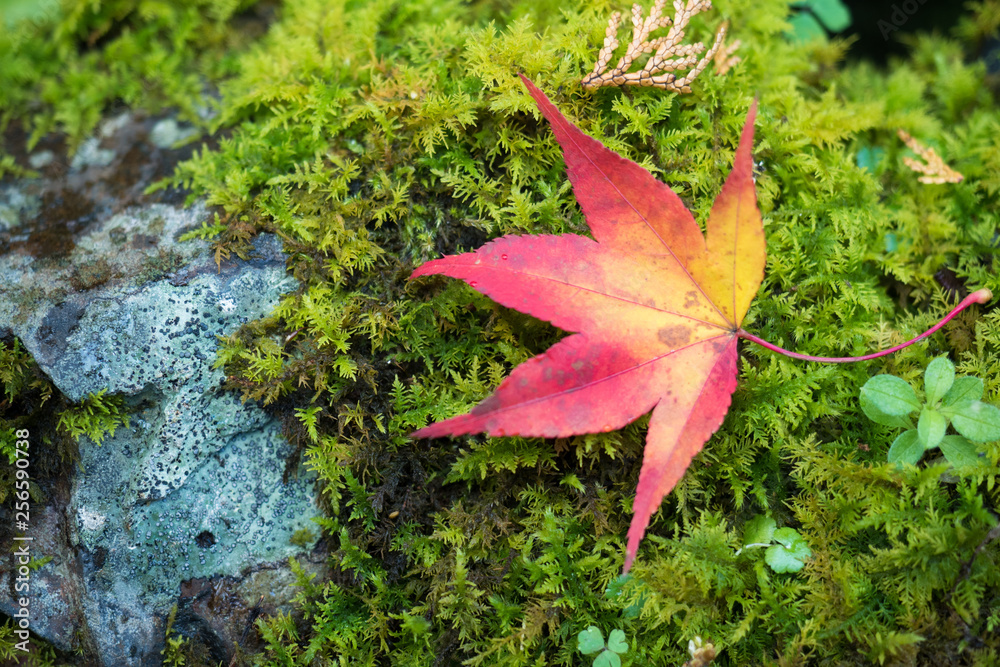 maple leaf on green background Japan autumn season maple leaf on green background Japan autumn season