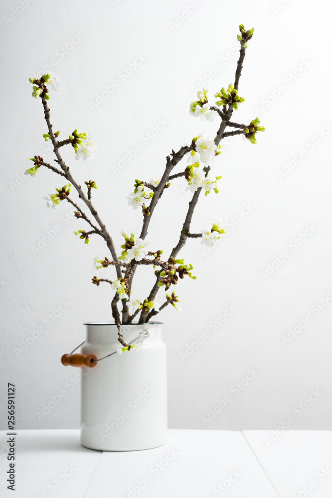 cherry flower blossom branch in old enamel milk canister at white wooden table, bright wall, home decoration springtime cherry flower blossom branch in old enamel milk canister at white wooden table, bright wall, home decoration springtime