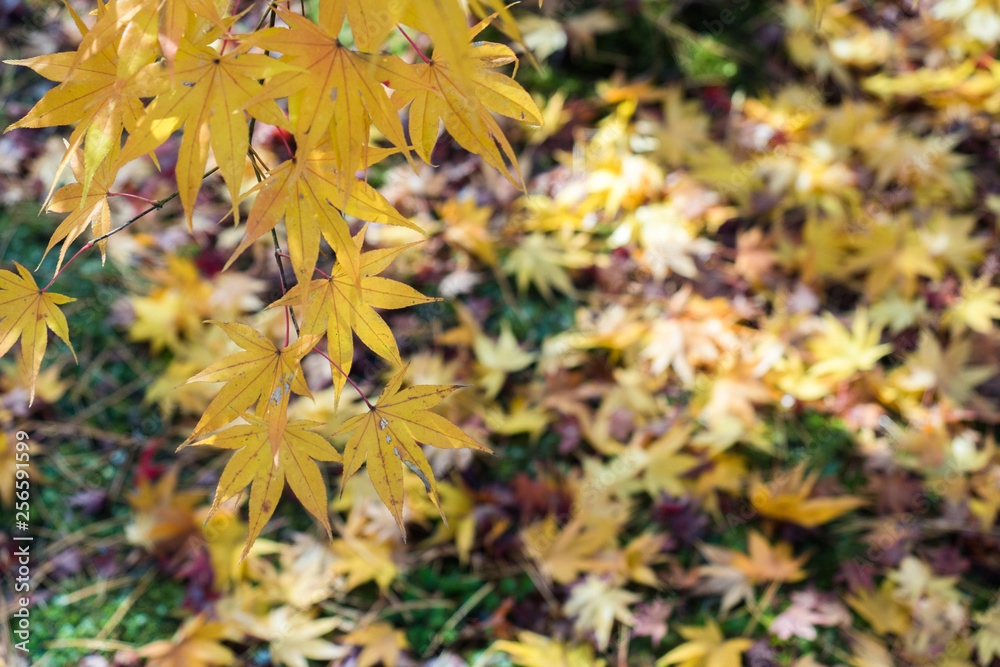 leaves color change Japan autumn season