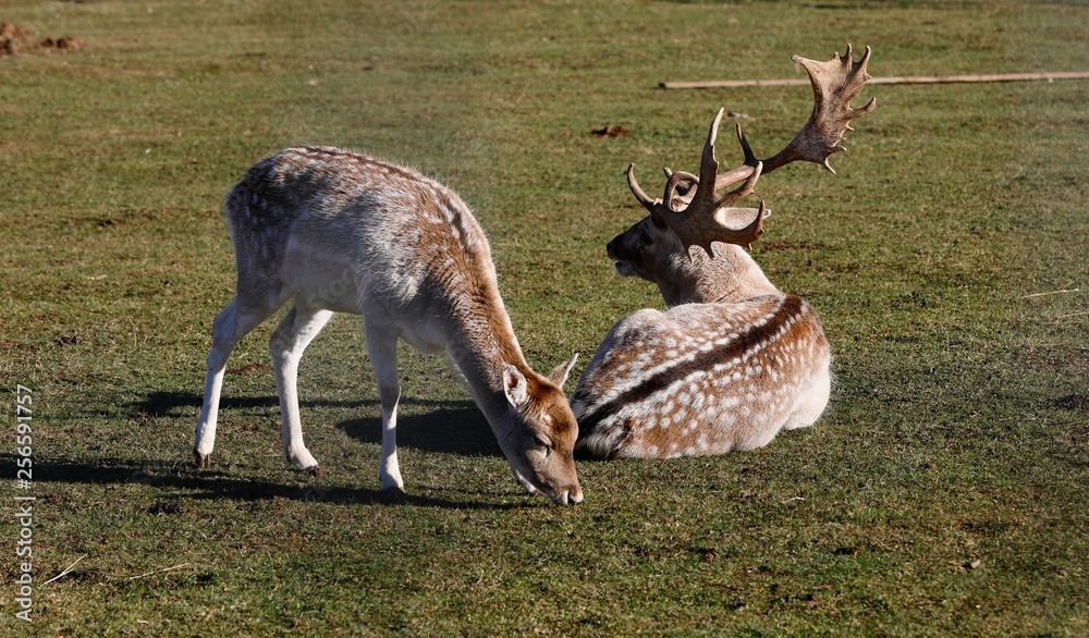 deer in the meadow deer in the meadow