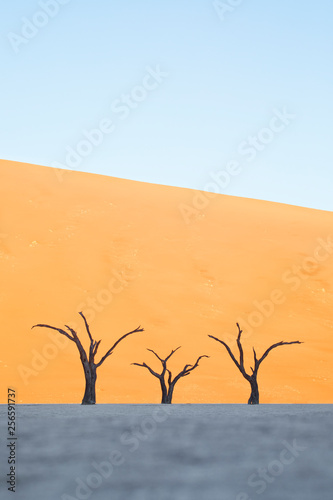 Trees in Deadvlei, Sossusvlei, Namibia.