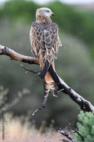 Milanos en libertad en el campo