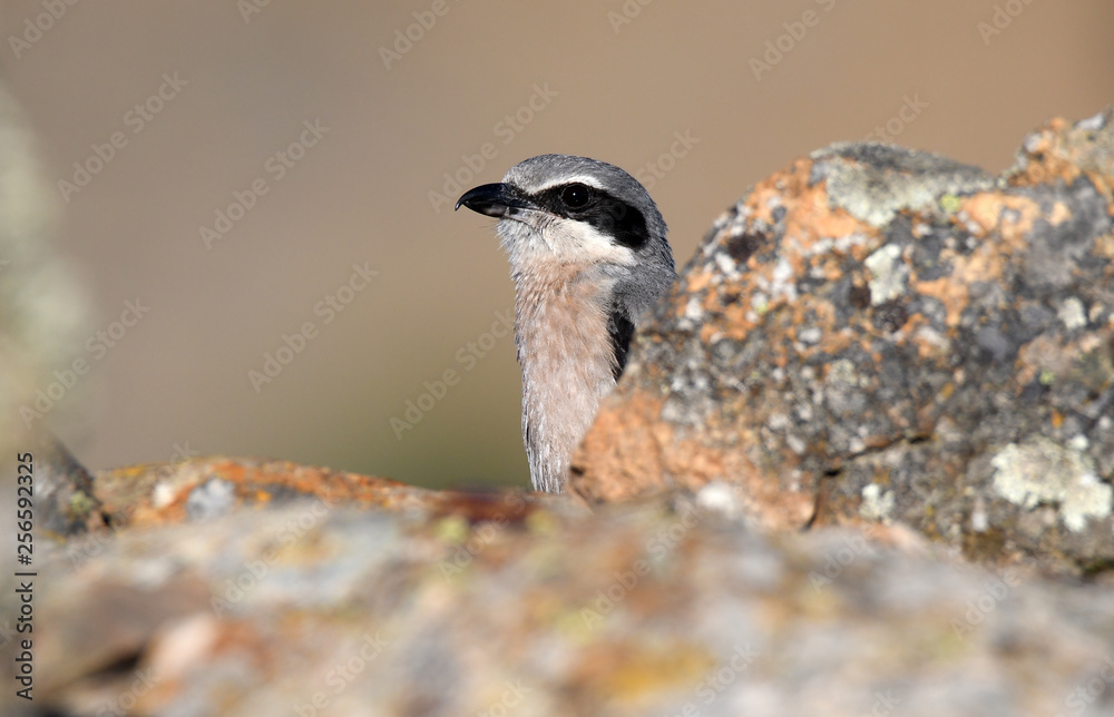 Naklejka premium alcaudón observa desde sus posaderos