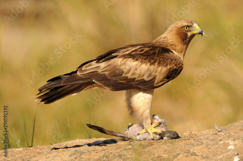 Aguila calzada con una presa sobre la roca