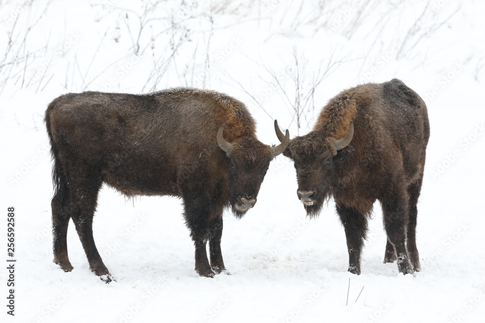a pair of bison in winter a pair of bison in winter