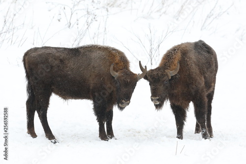 a pair of bison in winter