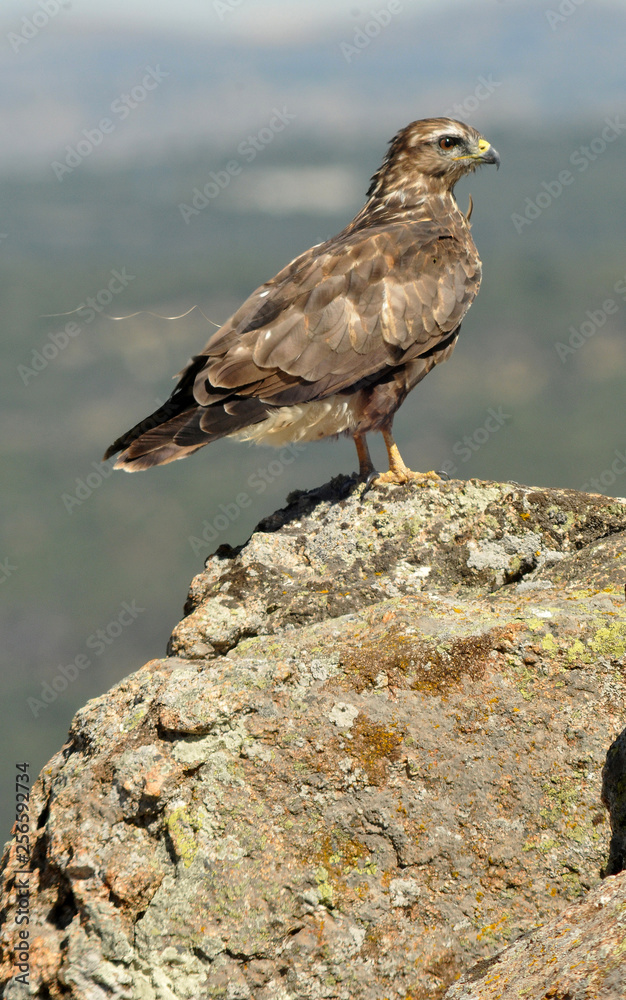 Fototapeta premium Aguila ratonero