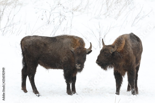 bison in winter