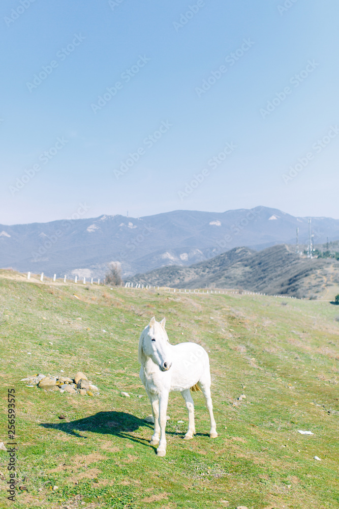 Fototapeta premium Horses in a pasture in the mountains. Livestock in the wild.