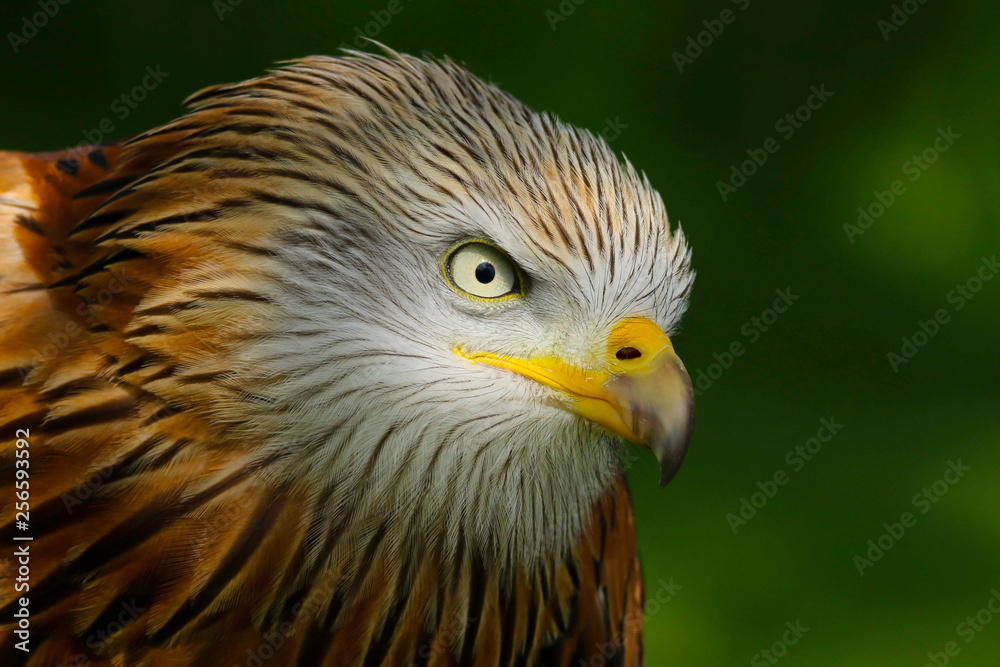 Red Kite (milvus milvus) close up portrait Red Kite (milvus milvus) close up portrait