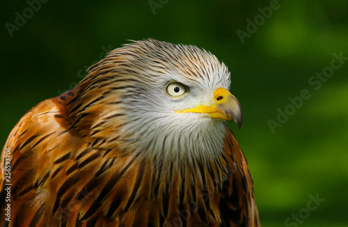 Red Kite  milvus milvus  close up portrait