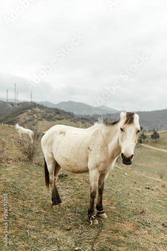 Horses in a pasture in the mountains. Livestock in the wild. © pavelvozmischev