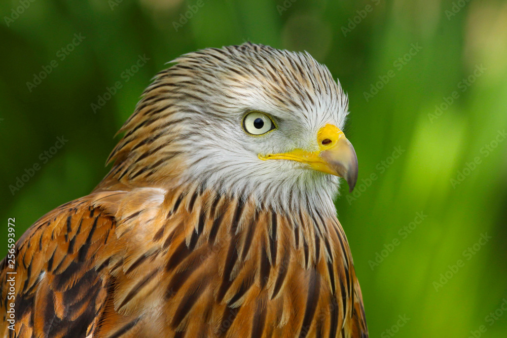 Red Kite (milvus milvus) close up portrait Red Kite (milvus milvus) close up portrait