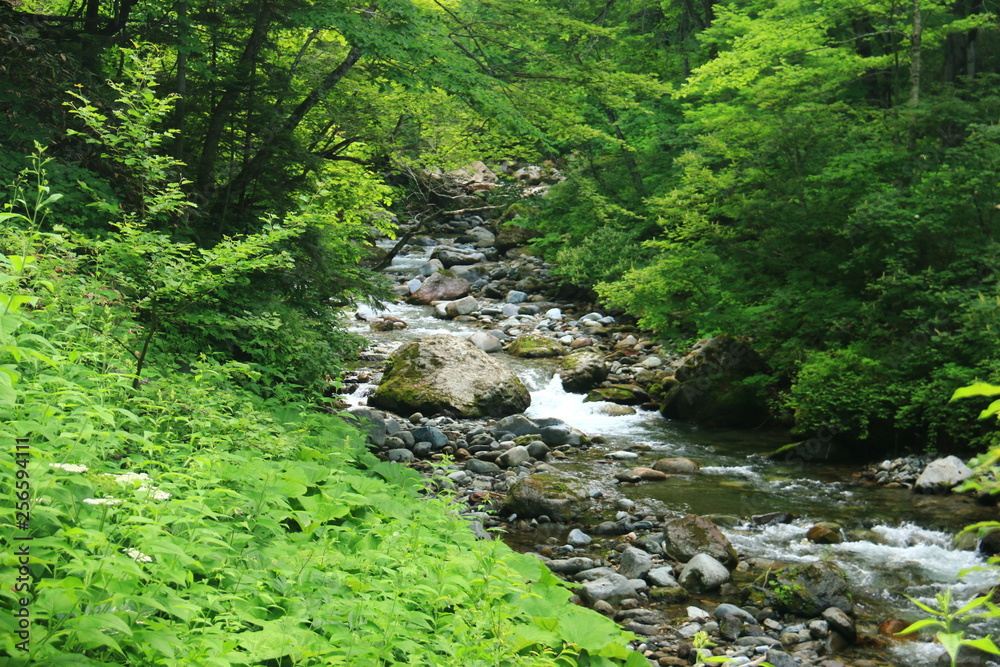 幌尻岳山頂への道 額平川沢歩き 徒渉 幌尻岳山頂への道 額平川沢歩き 徒渉