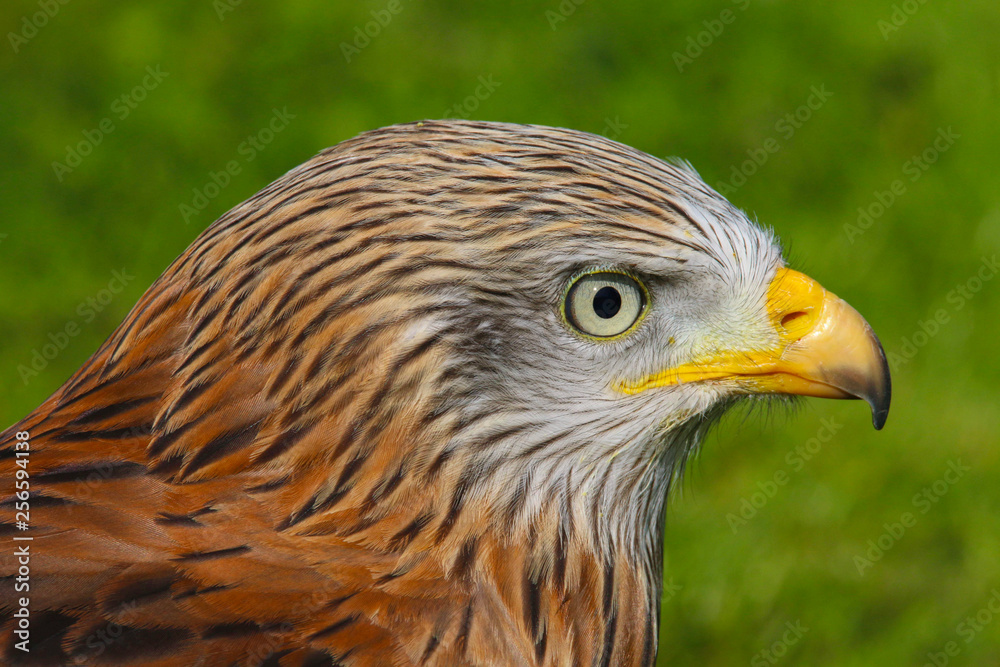 Red Kite (milvus milvus) close up portrait Red Kite (milvus milvus) close up portrait