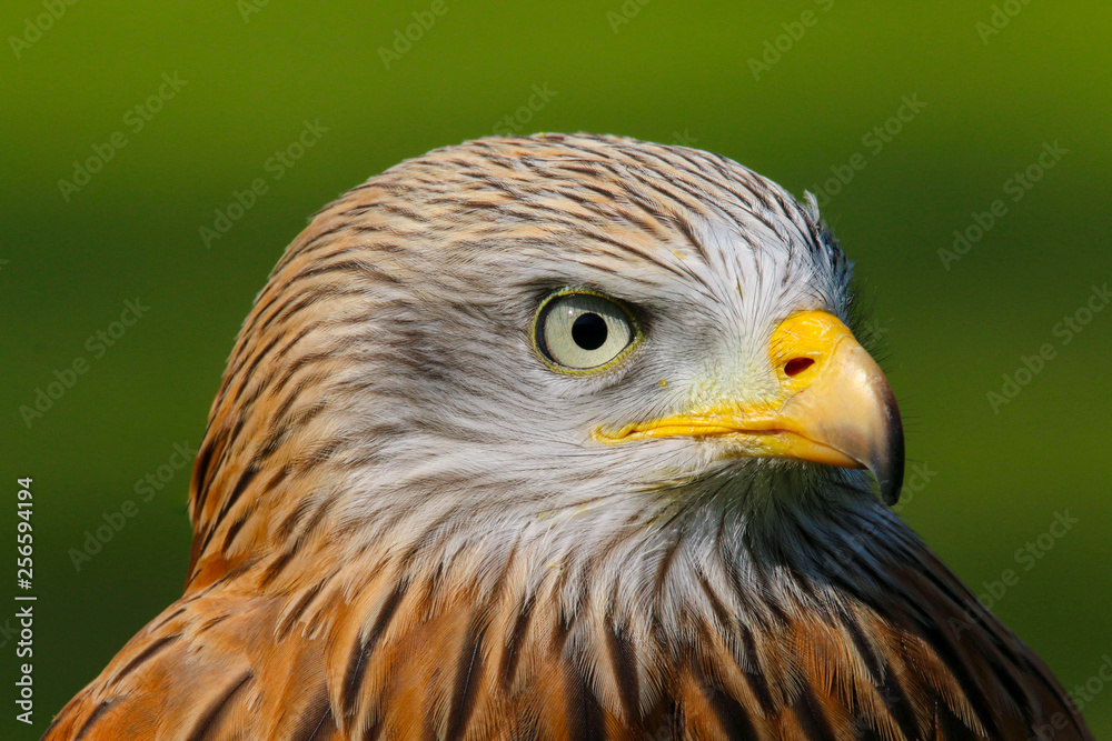 Red Kite (milvus milvus) close up portrait Red Kite (milvus milvus) close up portrait