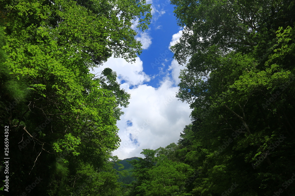 幌尻岳山頂への道　額平川沢歩き　青空と緑のコラボ
