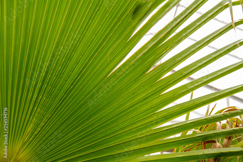 Green palm leaf with natural pattern