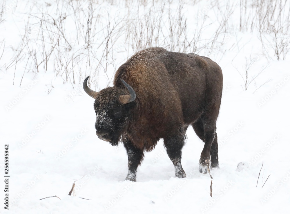bison in the field
