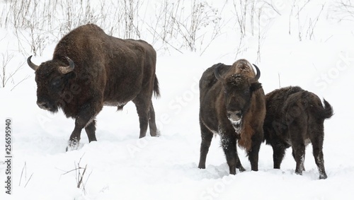 bison family © Оксана Григоришина