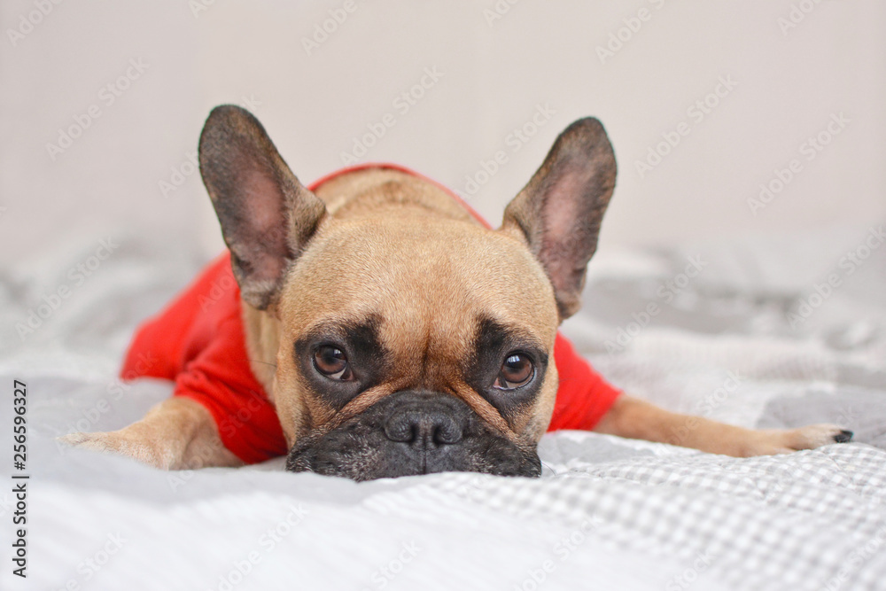 Cute fawn French Bulldog dog with red shirt lying on blanket Cute fawn French Bulldog dog with red shirt lying on blanket