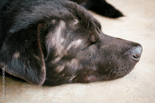 Canvas Print Dog have yeast infection on skin, The dog is sleeping because of discomfort, Sleeping dog