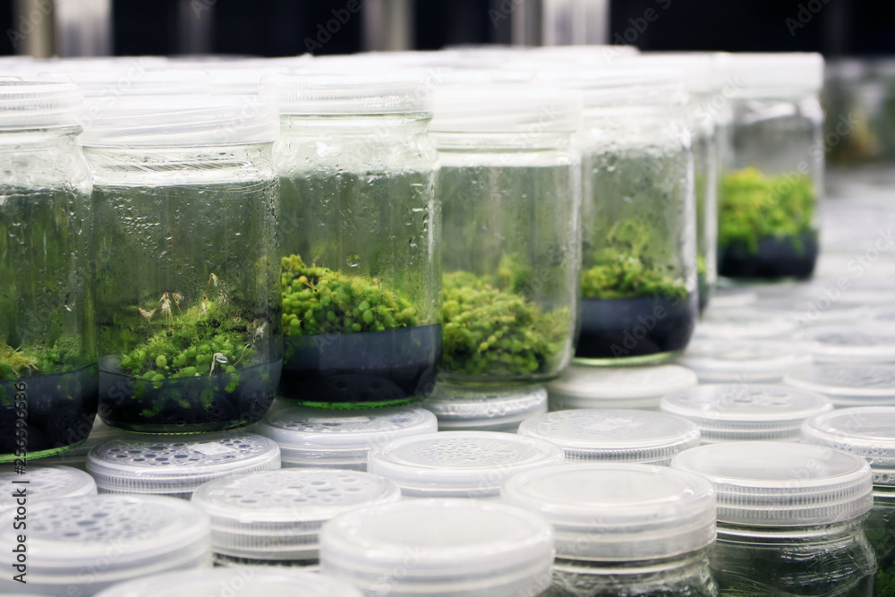 Plant tissue culture experiment in biology laboratory. Research and