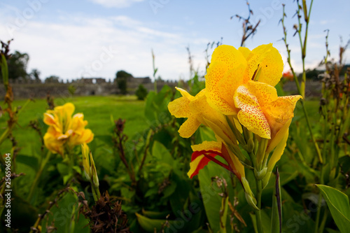 Beautiful colorful exotic flower Canna closeup.