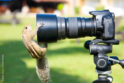 Obraz na płótnie Funny palm squirrel looks into the lens of the camera. w salonie