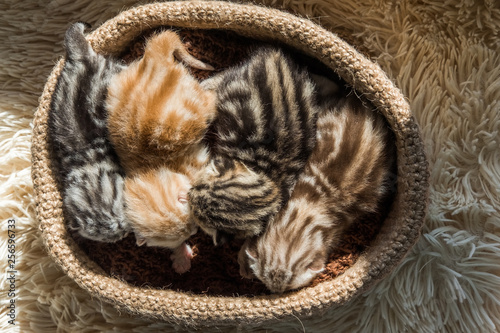 Little cute kittens of British breed in a knitted basket. Striped marble color.