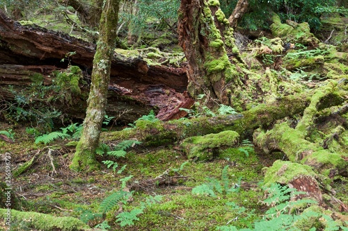 The largest of trees become mulch on the forest floor providing a place for the smallest forest plants and animals to live.