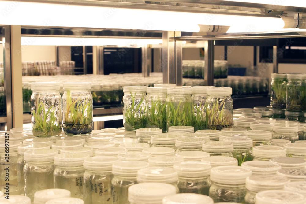 Plant tissue culture experiment in biology laboratory. Research and
