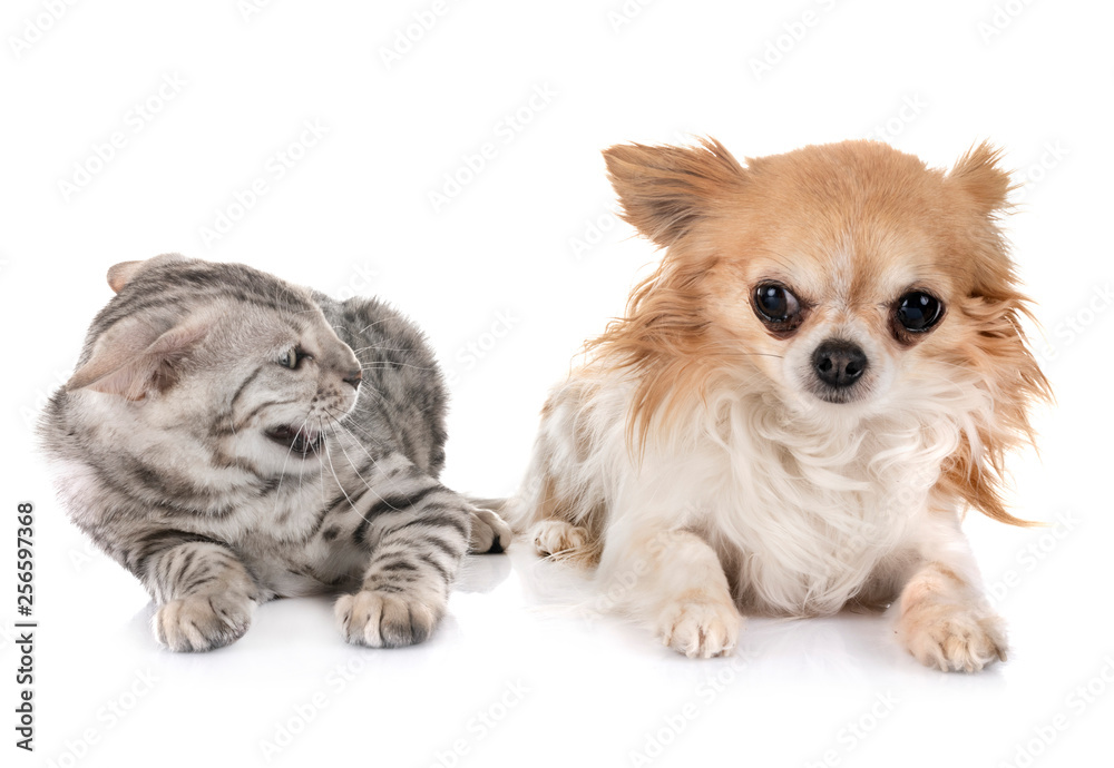 bengal kitten and chihuahua