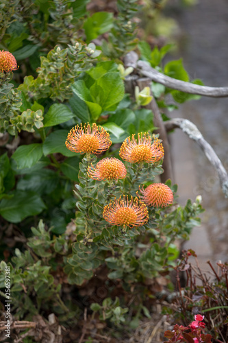  orange flower of Pincushions or Leucospermum condifolium.