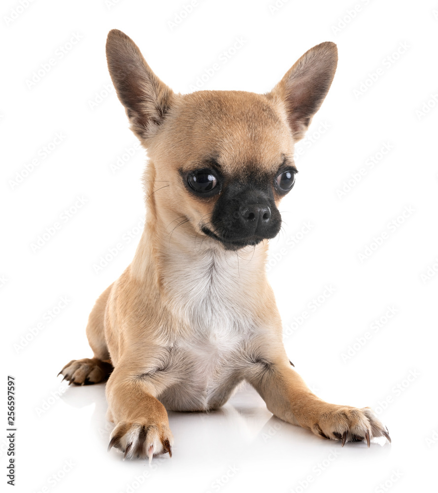 Obraz premium chihuahua in studio