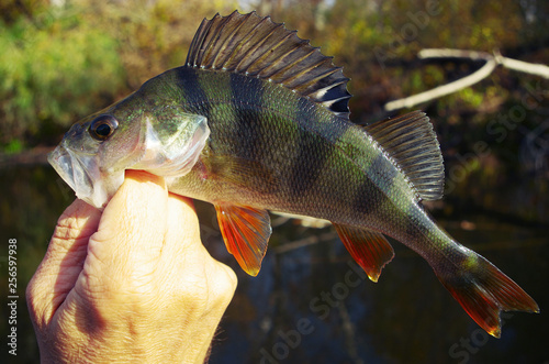 River perch in the hands of the angler on the background of the river