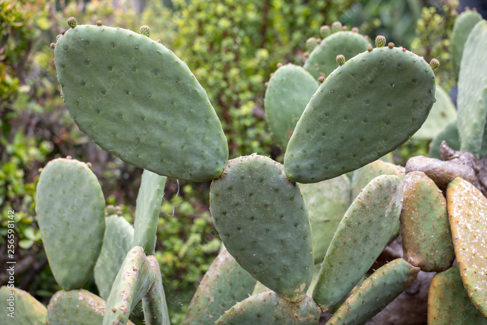 Opuntia vulgaris is a species of cactus that has long been a domesticated crop plant important in agricultural economies throughout arid and semiarid parts of the world. Opuntia vulgaris is a species of cactus that has long been a domesticated crop plant important in agricultural economies throughout arid and semiarid parts of the world.