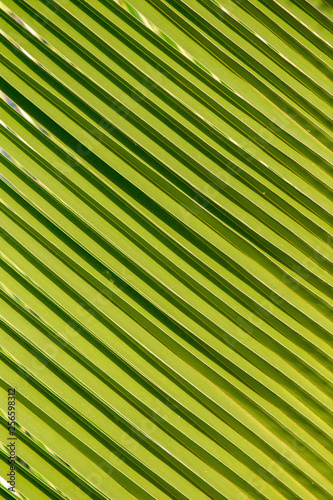 Abstract pattern of a green palm leaf on Praslin  Seychelles.