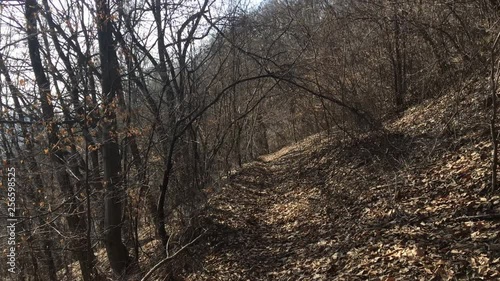 Walking on a forest road, early spring season photo