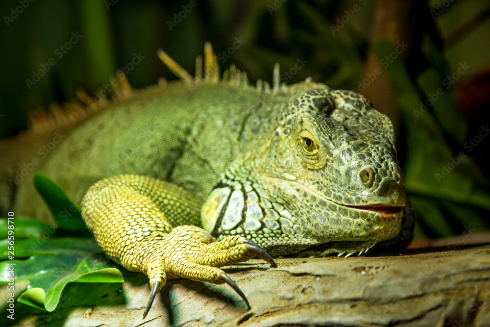 Fototapeta premium Green lizard in his habitat