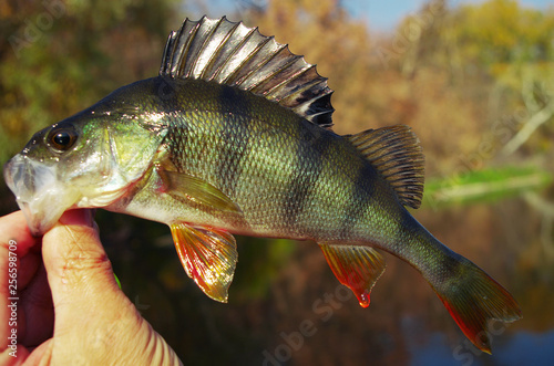River perch in the hands of the angler on the background of the river