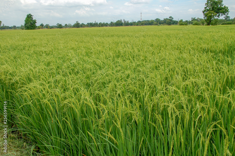 Local rice farm in country side Thailand with green leaf and meadow full of rice background. Abstract of freedom, faraway and peace Local rice farm in country side Thailand with green leaf and meadow full of rice background. Abstract of freedom, faraway and peace