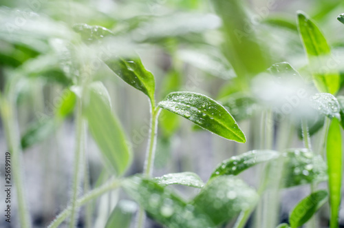 Tomato seedlings with water droplets on the leaves