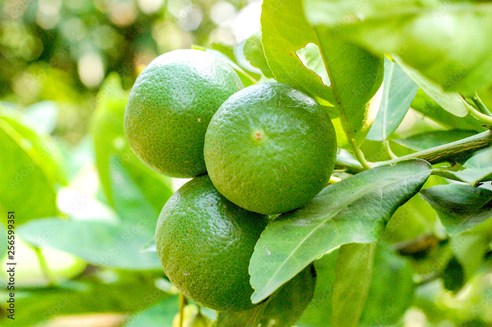 Lemon or organic Lime Tree in Thailand, with three limes on branch Lemon or organic Lime Tree in Thailand, with three limes on branch