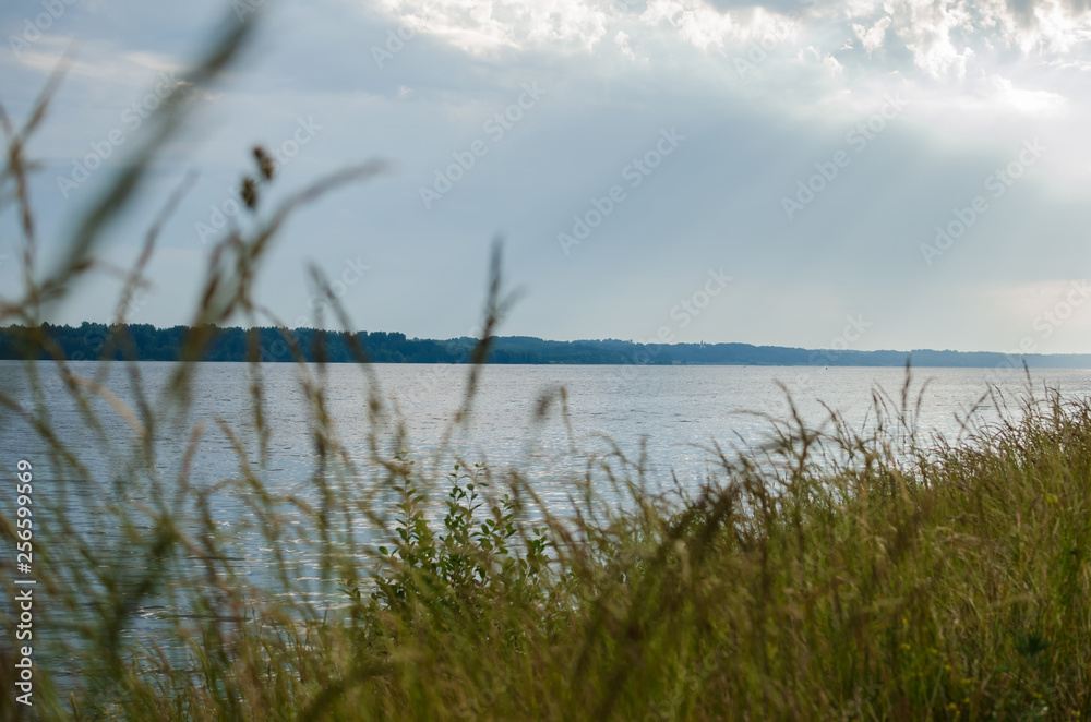 Obraz premium grass on the shore