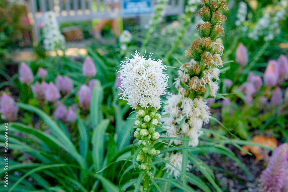 Obraz premium Flower name Allium prattii with white colour, blooming full and look like a ball