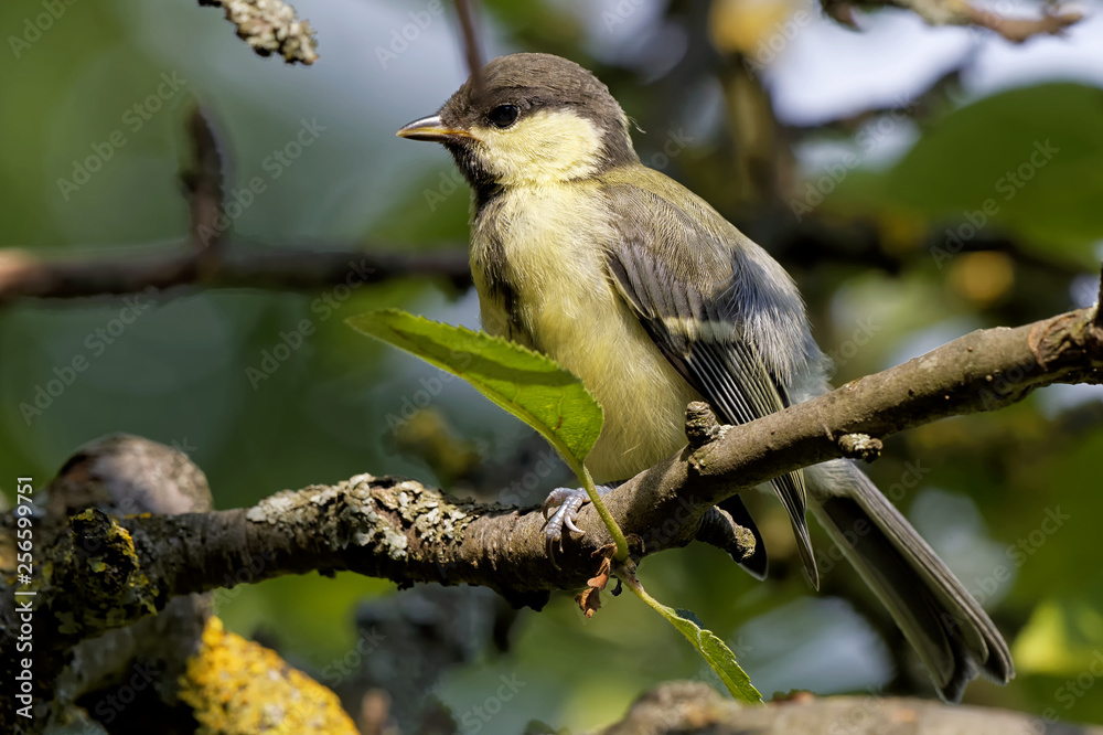 Fototapeta premium Juvenile Kohlmeise