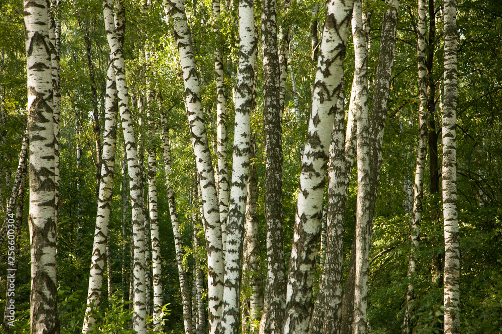 Fototapeta premium Tło wiosna brzozowy las