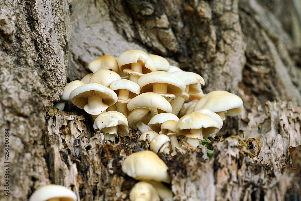 white mushrooms growing on the trunk of an old tree white mushrooms growing on the trunk of an old tree
